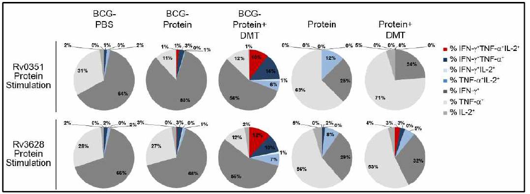 Rv0351 및 Rv3628 정제단백질로 자극 후 유도된 다기능성 CD4 T 세포