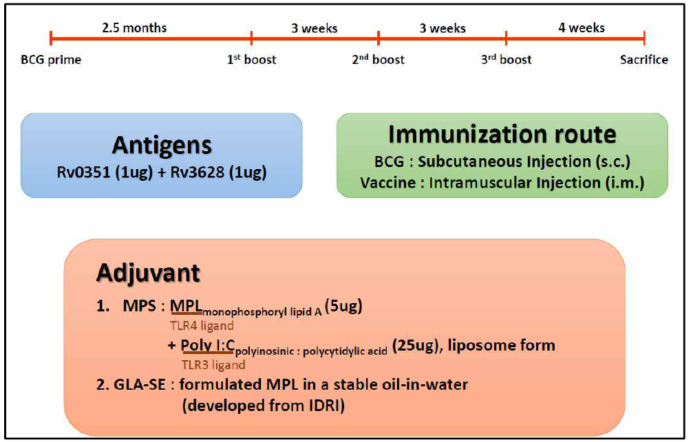 신규 성인용 결핵 백신의 BCG boost 효능에 대한 면역학적 분석을 위한 실험 계획