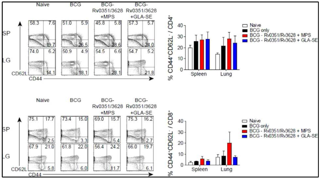 신규 결핵백신으로 BCG boost 후, 반응기 T 세포의 비율