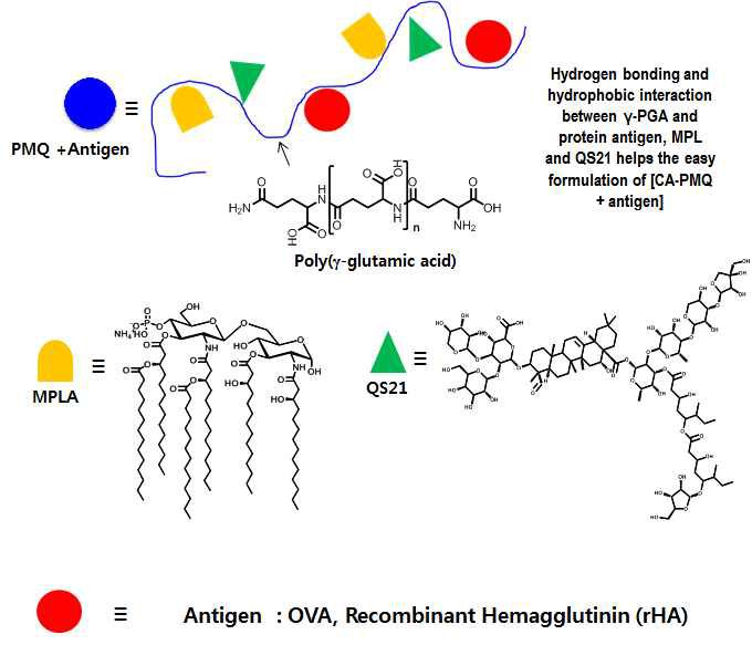 폴리감마글루탐산(γ-PGA)/MPLA/QS21][PMQ]/항원으로 구성된 백신시스템조성물