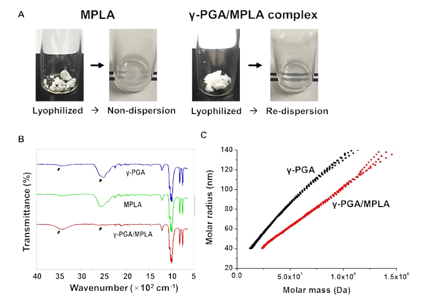 a. γ-PGA/MPLA 복합체의 수용액에서의 재분산 b. γ-PGA, MPLA, γ-PGA/MPLA의 FT-IR 분석 c. γ-PGA와 γ-PGA/MPLA의 GPC-MALLS 분석