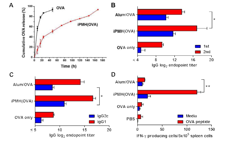 a. iPMH 하이드로겔에서의 OVA release 거동. b. 1차와 2차 immunization 이후 면역반응 변화 c. Th1, Th2 면역반응 변화 d. ELISOT을 이용하여 측정한 IFNγ를 분비하는 세포수