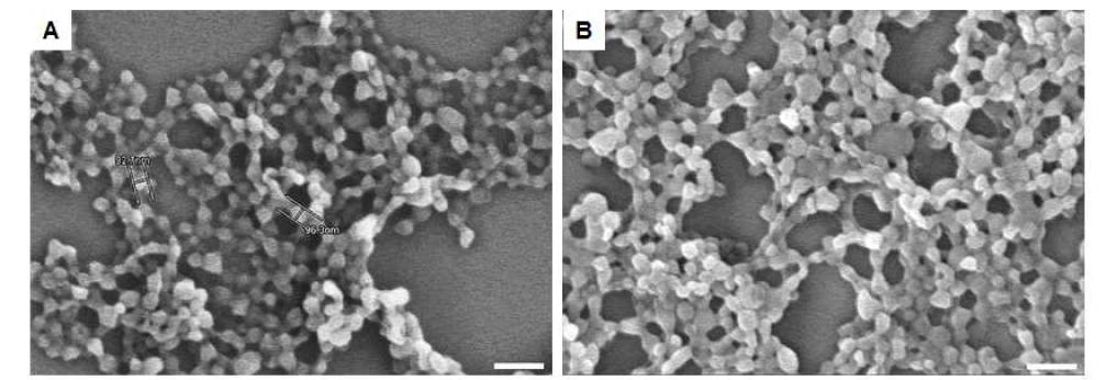 PLGA (a)와 PEI-PLGA (b)의 SEM 이미지