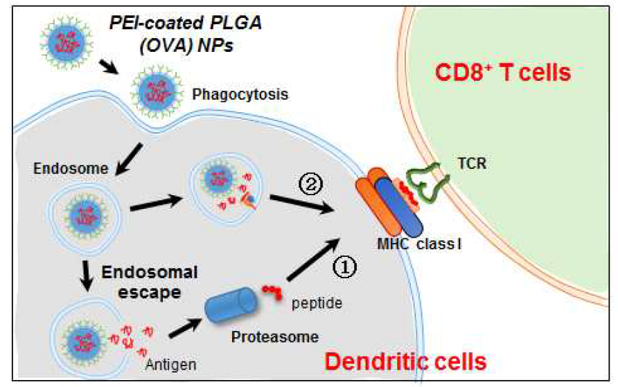 나노파티클을 사용하였을 때, 수지상세포에서 항원 교차 제시 경로
