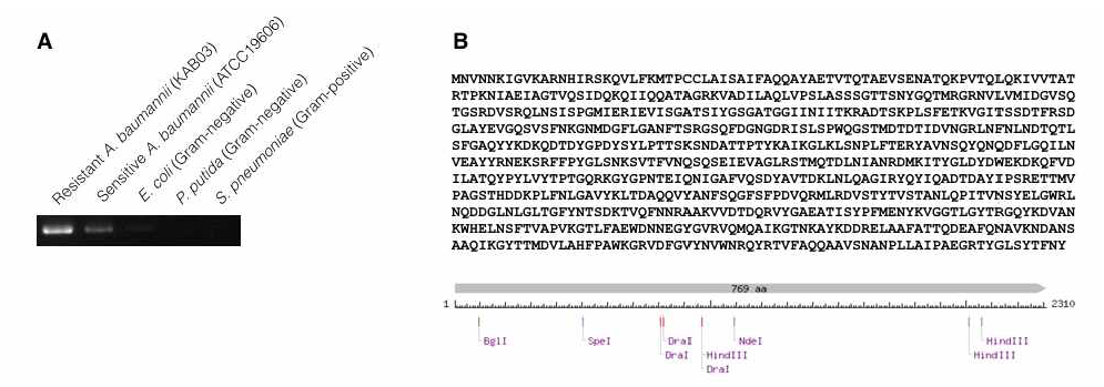 (A) 항생제 감수성 A. baumannii 균주에 비해 다제내성 A. baumannii 균주에서 강하게 발현되며, 다른 균주에서는 발현이 되지 않음을 확인 (B) 해당 항원단백질의 클로닝 완료된 아미노산 서열