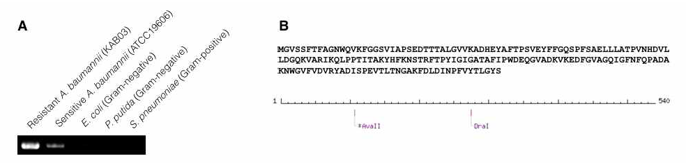(A) 항생제 감수성 A. baumannii 균주에 비해 다제내성 A. baumannii 균주에서 강하게 발현되며, 다른 균주에서는 발현이 되지 않음을 확인 (B) 해당 항원단백질의 클로닝 완료된 아미노산 서열