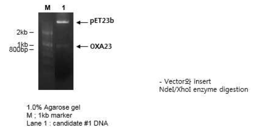 OXA23 enzyme digestion 확인