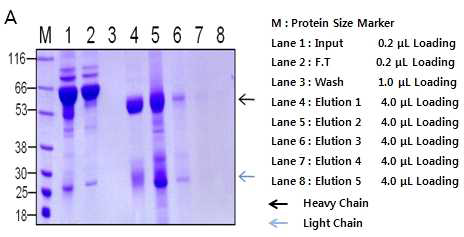 OXA23 항원단백질 protein A 정제 결과