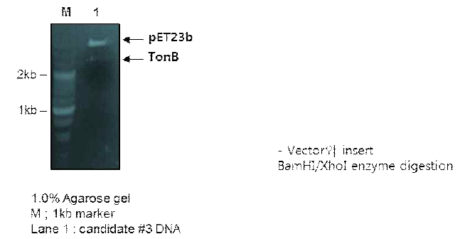 TonB enzyme digestion 확인
