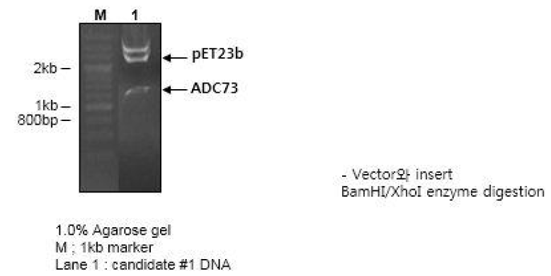 ADC73 enzyme digestion 확인