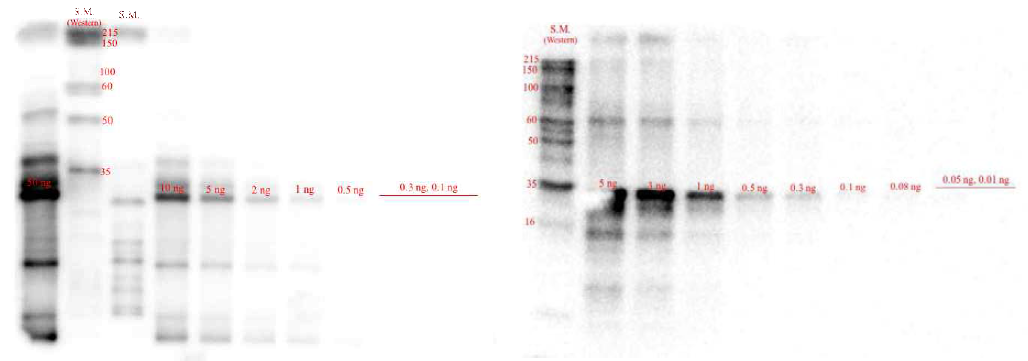 2nd bleeding과 3rd bleeding anti-serum을 이용한 분석결과 [그림] Purified 항체를 이용한 분석결과 ¤ ADC73 [그림]