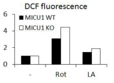 MICU1 결손에 의한 MEF의 활성산소종 생성 조절
