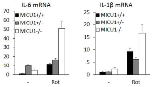 MICU1 결손 BMDM에서 rotenone의한 cytokines 유전자 발현 조절