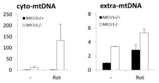 MICU1 결손에 의한 미토콘드리아 DNA의 분비 조절 변화