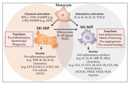 대식세포의 M1/M2 분화 요인 및 활성 유전자 (Int. J. Mol. Sci. 2017, 18(7), 1545)