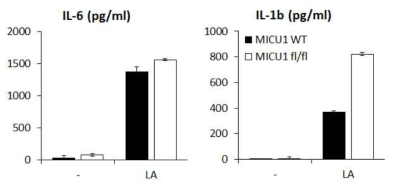 MICU1-loxp/Lyz2-cre 생쥐 대식세포의 분비된 cytokines 변화