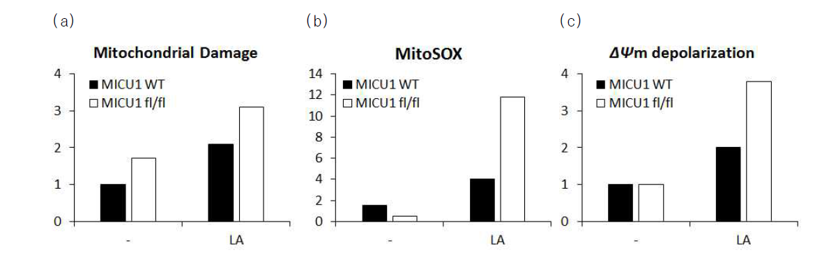 MICU1-loxp/Lyz2-cre 생쥐 대식세포의 미토콘드리아 상태 변화