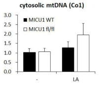 MICU1-loxp/Lyz2-cre 생쥐 대식세포의 미토콘드리아 DNA의 분비 조절 변화