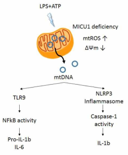 MICU1 결손에 의한 염증반응 조절기작 모식도