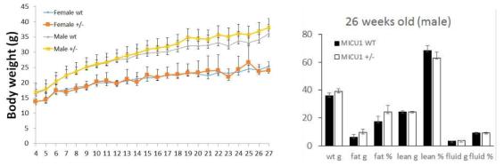 MICU1+/- 생쥐의 체중과 체성분 확인