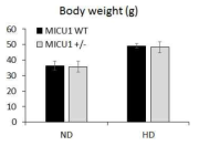 고지방 섭취 MICU1+/- 생쥐 (n=8)의 체중 확인