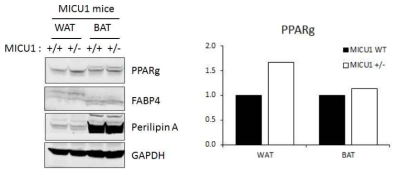 MICU1+/- 생쥐의 지방조직 (Adipose tissues)의 PPARg 발현 비교