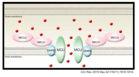 mitochondrial calcium uniporpter (MCU) 복합체 모식도 (Circ Res. 2015 May)