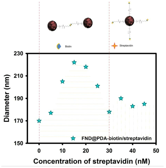 FND@PDA-biotin 입자에 다양한 농도의 streptavidin을 처리한 후 DLS로 측정한 FND@PDA-biotin 입자의 hydrodynamic radius