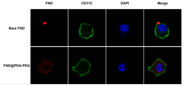 Mouse BMDC에 FND와 FND@PDA-PEG를 처리한 후 confocal laser scanning microscopy를 이용해 측정한 사진. 처리해준 나노 입자들의 농도는 50 μg/mL 이다