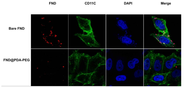 HeLa 세포에 FND와 FND@PDA-PEG를 처리한 후 confocal laser scanning microscopy를 이용해 측정한 사진. 처리해준 나노 입자들의 농도는 50 μg/mL 이다