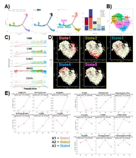 A) Macrophage datasets were put into Monocle. A trajectory result is shown in cell.ident (far left), pseudotime (2nd from the left), state (3rd). Far right panel shows the numbers of cells in each state and the composition of cell.ident. B) Plausible developmental sequence suggested and shown in tSNE plot. C) Macrophage maturation markers along with the psedotime. D) Tracking the cells of each state back into the tSNE plot. E) Pathway analysis of state1, 2 and 4, the three far end cells in Monocle trajectory. Ingenuity Pathway Analysis from Qiagen was used for this analysis