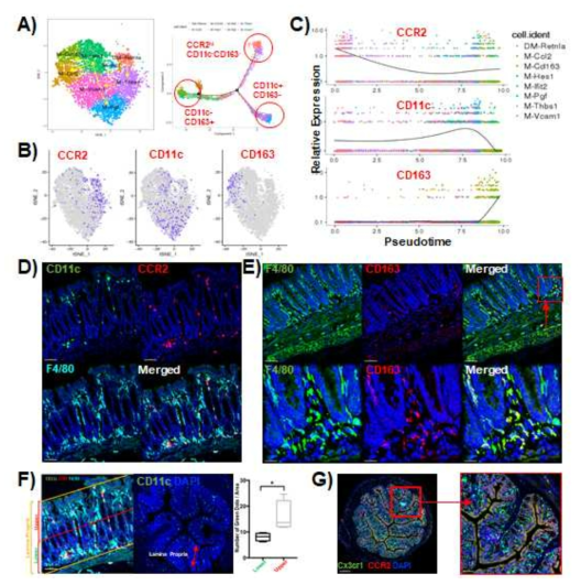 A) Representative surface markers of the 3 end cell population in Monocle trajectory. B) Expression of CCR2, CD11c and CD163 in tSEN plot. C) Change in expression pattern of CCR2, CD11c and CD163 along with the Pseudotime. D and F) Tissue section of colon from CD11c-YFP-CCR2-RFP reporter mice. E) Tissue section of colon from C57BL/6. G) Tissue section of colon from Cx3cr1-GFP-CCR2-RFP reporter mice