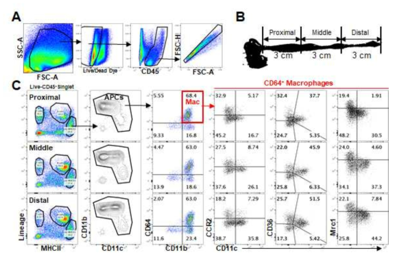 A) Representative gating strategy of colon cells. Used normal C57BL/6 mice B) The average colon length of normal mice was about 9 cm long. It was divided into 3 parts, Proximal, Middle and Distal from Cecum. Schematic picture of mouse colon seperation. C) From A) further markers were used to identify macrophage subsets