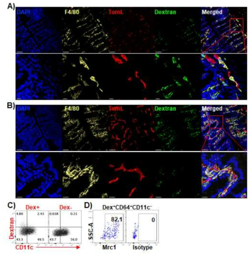 Alexa488-conjugated 10kDa Dextran and Tomato-Leptin were treated into C57BL/6 mice by intravenous injection. 30 min later, they were euthanized and perfused with PBS and 4% PFA. Colon was taken out and prepared for tissue section. A-B) Lamina propria of colon. Blue(DAPI), Yellow (F4/80), Red (Leptin), and Green (Dextran). Second row of A) and B) is showing magnified view of red boxed area of colon. C) 4kDa Dextran-FITC was injected intravenously into C57BL/6 mice, 30 min later, mice were sacrificed and colon cells were collected. From live+singlet CD45+Lineage-MHCIIhiCD64+CD11b+ gate, Dextran and CD11c were ploted. D) Expression of Mrc1 was checked in Dextran+ macrophages. TomL: Tomato-Lectin