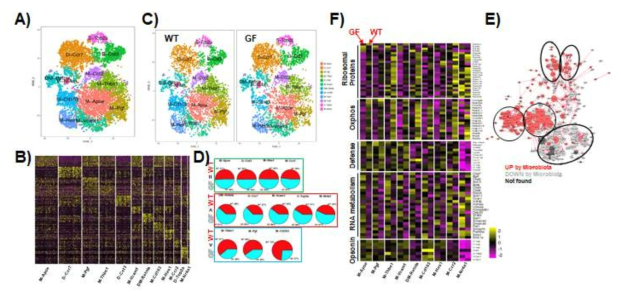 Colon APCs were sorted out from 15 germ-free mice with C57BL/6 background and subjected to scRNA-seq. A) Dataset from SPF and GF colon were put together to perform clustering based on differentially expressed genes from single cells. tSNE plot shows subgrouped cell populations and B) their differential gene expression was confirmed by heatmap to display Top20 genes of each cluster. C) tSNE plot was again seperated into WT and GF and D) the number of cells of each cluster was calculated between WT and GF and presented as Pie chart. Macrophage datasets were selectively extracted from total datasets. Within the data, DGEs were calculated between WT and GF. The list of DGEs was used for network analysis done by Cytoscape program and functionally annotated using DAVID database in E). Red means upregulation by microbiota and grey indicates downregulation by microbiota. Closely related genes were sub-grouped (black circles). F) The grouping was further depicted in heatmap to show differential gene expression between WT and GF in each cluster