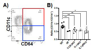 A) From CD45+Lin-MHCIIhi gate of colon cells, expression of CD64 and CD11c were further examined by flow cytometry in normal C57BL/6 mice. B) the ratio of CD64+CD11c- versus CD64+CD11c+ were calculated in SPF(WT), GF, CCR2-/-, IL10-/- and IL10R-/- mice. * p<0.05; ** p <0.01