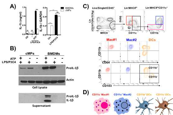 (A and B) Colon cells were isolated from tissues and sorted out F4/80+CD64+ cells and Bone marrow-derived macrophages (BMDMs) were prepared from fresh bone marrow cells. Cells were stimulated with LPS/P3C4 (200 ng/ml  ***, p < 0.001; NS, not significant