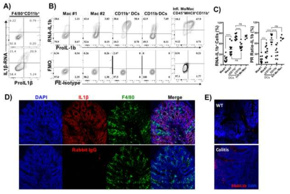 (A) Bone marrow-derived macrophages (BMDMs) were stimulated with LPS (100ng/ml) for 4 hours in the presence of protein transport inhibitors and their expression of IL-1b mRNA and proIL-1b was measured by RNAPrime Flow. (B) RNAPrime Flow data of steady state 4 different colon APCs (F4/80hiCD11c-, F4/80hiCD11c+, F4/80-CD11c+CD11b+ and F4/80-CD11c+CD11b-) showing the expression of IL-1b mRNA and pro-IL-1b. CD11b+ cells from colon of T-cell transferred colitis model (8 weeks after T cell transfer to Rag1-/- mice) were examined as a positive control (right panel). Expression IL-1b mRNA and proIL-1b protein in each population was summarized in figure C. (D) Fresh frozen cross-section of steady state WT colon was stained with anti-F4/80 (green), anti-IL1b (red) and DAPI (blue). (E) Fresh frozen section of steady state WT (Upper) and Colitis (Lower) colon. RNA-IL-1b (red) and nucleus DAPI staining (blue). PR Ratio = (% of Protein+RNA+) / (% of RNA+) x 100; Unpaired t test between Steady state and Inflammatory cells, ***, p < 0.005; ****, p < 0.001 ns, not significant