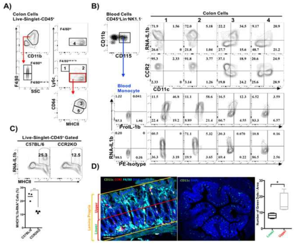 (A) Waterfall model: Live-singlet-CD45+ cells were first gated in colon cells. F4/80loCD11b+Ly6chiMHCII- tissue infiltrated monocytes (1) sequentially differentiate to F4/80loCD11b+Ly6c+MHCII+ (2), F4/80loCD11b+CD64+Ly6c-MHCII+ (3) and F4/80hiCD11b+CD64+Ly6c-MHCII+ (4) cells. (B) IL-1b mRNA and protein expression was examined in WT blood monocytes (CD45+Lineage-NK1.1-CD11b+CD115+) and each step in waterfall model (1-4) (Two lower panels). Change of expression level of RNA-IL-1b, CD11c and CCR2 over the waterfall differentiation was also examined in WT mouse (Two upper panels). This is one representative of three individual experiments. (C) Comparison of the expression of RNA-IL-1b mRNA Cells from colon of WT and CCR2-/- mice. Cells were gated as Live-Singlet-CD45+ and plotted as RNA-IL-1b, y-axis, and MHCII, x-axis. This is one representative of three independent experiments (Upper panel) and their summary is shown in the lower panel. Un-paired, two-tailed Student's t test. **, p < 0.01. (D) Colon from CD11c-YFP-CCR2-RFP (left) and CD11c-YFP reporter mice (right) was prepared for immunofluorescence imaging: Swiss Role and Cross-section, respectively. Samples on the left were further stained with anti-F4/80 and Alexa647-conjugated anti-rat antibody: CD11c(green), CCR2(red), F4/80(cyan) and DAPI(blue). Preferential localization of CD11c+ cells were clearly represented in the cross-section (right panel). To quantify green fluorescence (CD11c) intensity over the colon lamina propria (cLP), cLP was divided into two regions (upper, an area near to lumen, and lower, an area near to crypt bottom) as shown in the left panel. Number of green dots in a given area was counted using Image J program. Un-paired, two-tailed Student's t test. **, p < 0.05