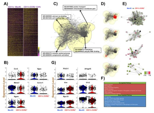 CD45+Lin-MHCIIhi of WT colon cells were FACs-sorted and subjected to single cell RNA-seq based on Drop-seq methods. The generated sequencing library was sequenced by NextSeq500 and the the conversion of fastq files to dropseq gene matrix was performed using Drop-seq tools version 1.126. Further analysis was done by Seurat package of R. (A) Heatmap of differentially expressed set of genes between Mac#2 (CD11b+Ms4a7+Cx3cr1+CD11c+Ccr2-) and CD11c-CCR2+(CD11b+Ms4a7+Cx3cr1loCD11c-Ccr2+) clusters. (B) Violin plots of cell lineage or status-defining markers between the two clusters. (C-E) Network analysis of DGEs between the two clusters using cytoscape 3.5.0. Grouping of genes and annotation were performed by Autoannotate package of cytoscape (C). Top 4 groups with the highest p-value were highlighted with red (D) and the sub-network of each group was displayed more in detail with their relative expression level (E). The list of DGEs was further analyzed by ingenuity pathway analysis (IPA) and the up- and down-regulated pathways assessed to be associated with the transition from CD11c-CCR2+ to Mac#2 is shown as a table in the figure F. (G) Violin plots. Representative genes of up-and down-regulated pathways: Pik3r1, Vim, Rps19 from down-regulated pathway and Arhgef3, Il1r2, Apoe from up-regulated pathway