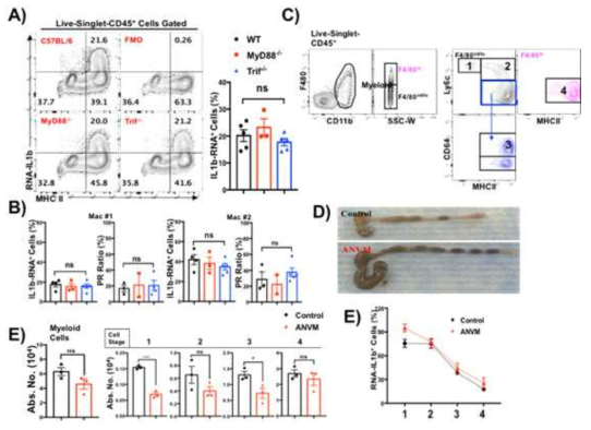 Age- and sex-matched C57BL/6, MyD88-/- and Trif-/- mice were used to examine the influence of pattern recognition receptor downstream signaling over the expression of RNA-IL-1b in colon macrophages. (A) Live-singlet-CD45+ colon cells were first gated and plotted as RNA-IL1b vs MHCII. This is one of representative data and their summary is shown on the right. Sample without IL1b probe was used as the Fluorescence Minus One (FMO) control. (B) Percentage of RNA-IL1b+ cells and P/R ratio of CD11c-CD11b+F4/80+CD64+MHCIIhi (Mac #1) and CD11c+CD11b+F4/80+CD64+MHCIIhi (Mac #2) cells from C57BL/6, MyD88-/- and Trif-/- mice were calculated and displayed in figure B. (C) Representative gating of monocyte waterfall in colon. (D and E) WT mice were administrated with the antibiotics (combination of ampicilin, neomycin, vancomycin and metronidazole (ANVM))- or control- drinking water for 4 weeks. Antibotics- or control- drinking water was changed once every 3~4 days according to the animal protocol. After 4 weeks, mice were sacrificed and examined (D) the morphology and (E) the absolute number of cells of each stage of waterfall. Control (black square) and ANVM (red triangle) (F) Change of percentage of RNA-IL1b+ cells along with the in situ monocyte differentiation to macrophage (Stage 1 - 4) was examined and displayed in the figure E . Un-paired, two-tailed Student's t test. *, p < 0.05; **, p < 0.01; ns, not significant