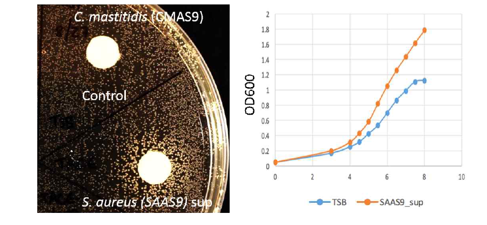 황색포도상구균에 의한 코리네박테리움(Corynebacterium mastitidis)의 성장 증가 확인