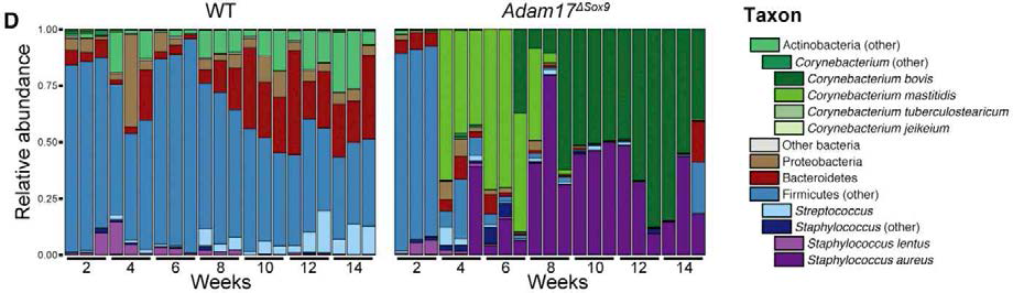 WT마우스와 아토피성 피부염 마우스 모델(Adam17fl/fl;Sox9-cre)의 성장에 따른 피부 미생물군 비교. 아토피성 피부염 마우스 모델의 경우 생후 4주부터 황색포도상구균, 코리네박테리움의 증가가 확인됨