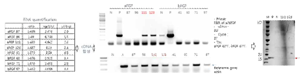 Molecular analysis of transgenic lines 111 and 123 expressing his-aFGF