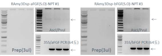 Selection and confirmation of agrobacterium by PCR and restriction enzyme digestion