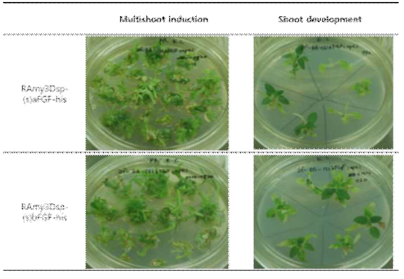 Development of transgenic plants expressing RAmy3Dsp-(s)a/bFGF-his gene