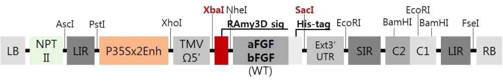 Vector construction of pBYR2fN-RAmy3Dsp-a/bFGF-his