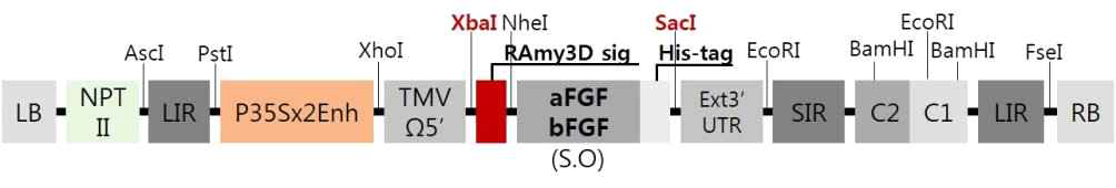 Vector construction of pBYR2fN-RAmy3Dsp-(s)a/bFGF-his