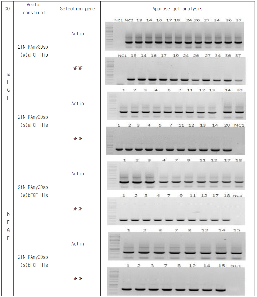 RT-PCR analysis of transgenic plant expressing 2fN-RAmy3Dsp-a/bFGF(wt)-His, 2fN-RAmy3Dsp-(s)a/bFGF-His