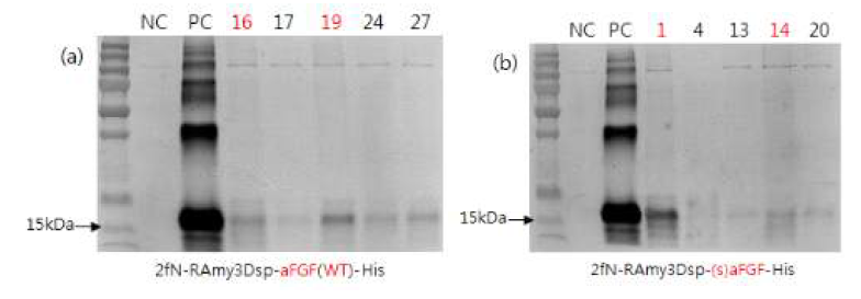 Molecular analysis of transgenic plant expressing RAmy3Dsp-aFGF(WT)-His and RAmy3Dsp-aFGF(S)-His protein